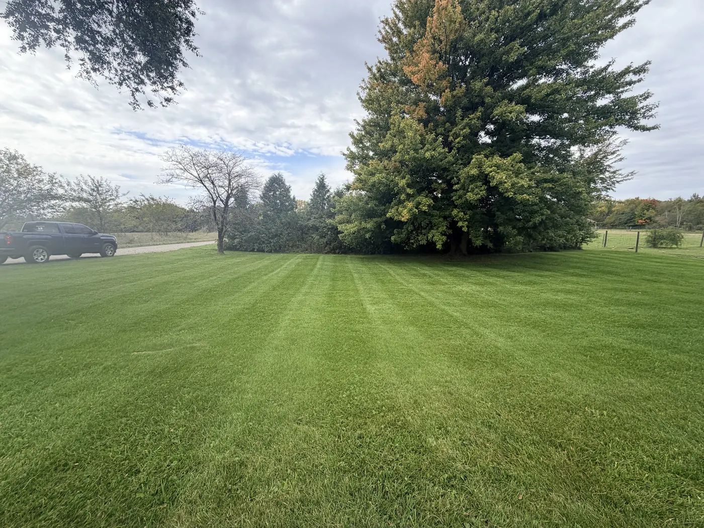 Large open lawn mowed in even stripes in front of a big evergreen